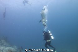 Dive Buddy? by Richard Shelton 